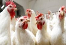 أسعار الفراخ البيضاء اليوم الآن