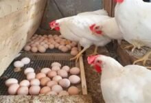 أسعار الفراخ البيضاء اليوم