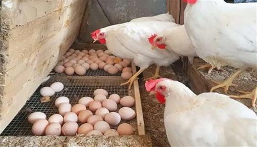 أسعار الفراخ البيضاء اليوم