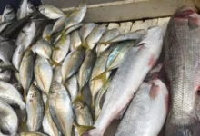 أسعار الأسماك والمأكولات البحرية اليوم في مصر