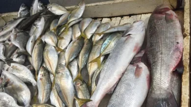 أسعار الأسماك والمأكولات البحرية اليوم في مصر
