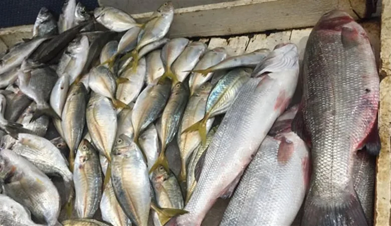 أسعار الأسماك والمأكولات البحرية اليوم في مصر