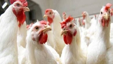 أسعار الدواجن اليوم