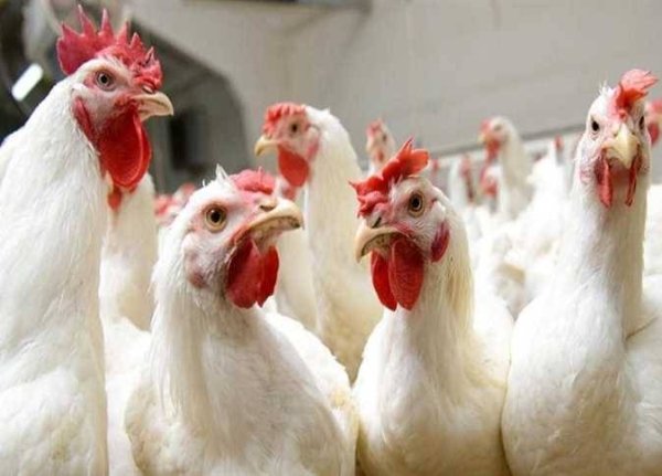 أسعار الدواجن اليوم