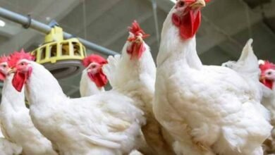 بورصة الدواجن اليوم وأسعار الفراخ البيضاء في الأسواق المصرية