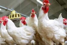 بورصة الدواجن اليوم أسعار الفراخ البيضاء