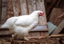 اسعار الفراخ البيضاء