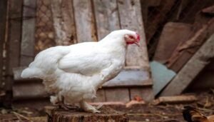 اسعار الفراخ البيضاء