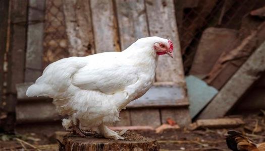 اسعار الفراخ البيضاء