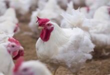 أسعار الفراخ البيضاء اليوم في مصر