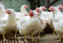 بورصة الدواجن| اسعار الفراخ اليوم والكتاكيت