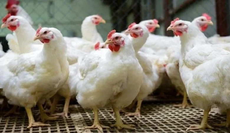 بورصة الدواجن| اسعار الفراخ اليوم والكتاكيت