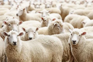 نقاط بيع الاضاحي بالرياض 1447