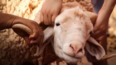ما حكم تقديم الماء للأضحية قبل الذبح؟
