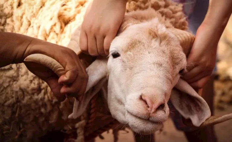 ما حكم تقديم الماء للأضحية قبل الذبح؟