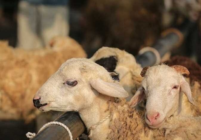 أيهما أفضل في عيد الأضحى: الأضحية أم التصدق بثمنها؟