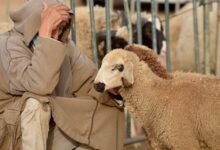 هل يجوز تعدد الأضاحي لأهل البيت الواحد؟