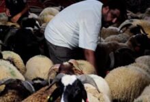 هل يجوز ذبح الأضحية أثناء خطبة العيد؟.