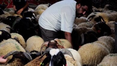هل يجوز ذبح الأضحية أثناء خطبة العيد؟.
