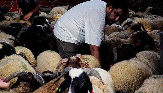 هل يجوز ذبح الأضحية أثناء خطبة العيد؟.
