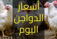 أسعار الدواجن اليوم للمستهلك في الأسواق المصرية