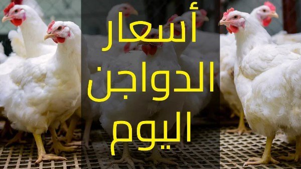 أسعار الفراخ البيضاء اليوم