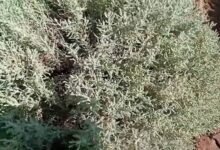 هل الشيح يطرد الثعابين؟