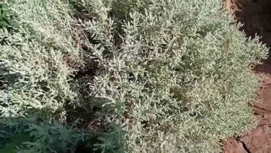 هل الشيح يطرد الثعابين؟