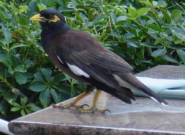 طائر المينا الهندي