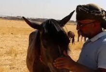 الخيل في السعودية