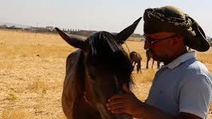 الخيل في السعودية