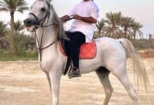 الخيل في البحرين