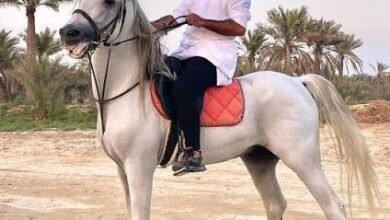 الخيل في البحرين